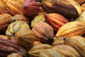 Manufacture Chocolat Duplanteur Grasse cabosses