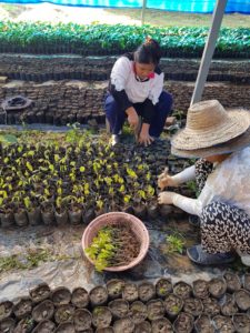 Manufacture Chocolat Duplanteur Grasse cacaoyer