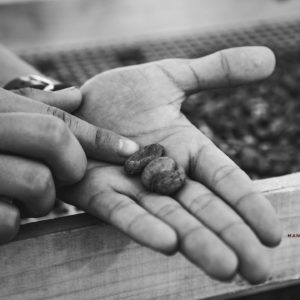 Maison Duplanteur chocolatier Grasse - Triage des fèves