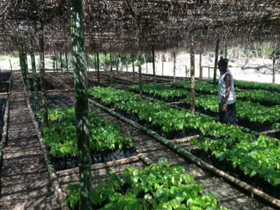 Manufacture Chocolat Duplanteur Grasse bébé cacaoyer