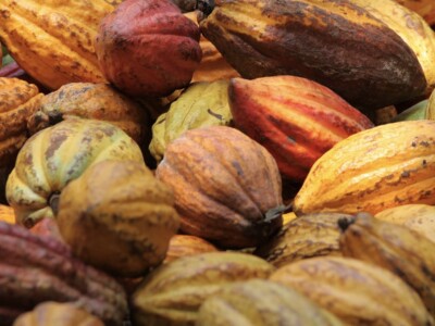 Manufacture Chocolat Duplanteur Grasse cabosses