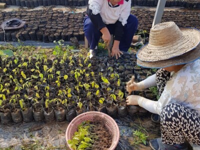 Manufacture Chocolat Duplanteur Grasse cacaoyer