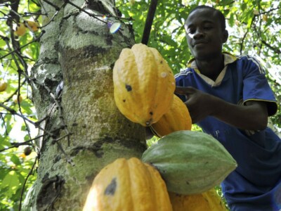 Manufacture Chocolat Duplanteur Grasse cueillette cabosse