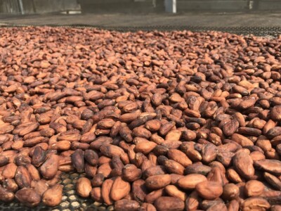 Maison Duplanteur chocolatier Grasse - Séchage des fèves