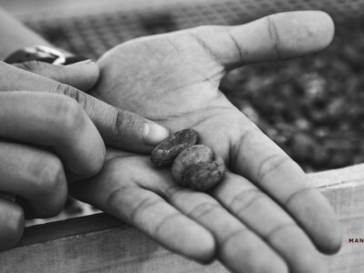 Maison Duplanteur chocolatier Grasse - Triage des fèves